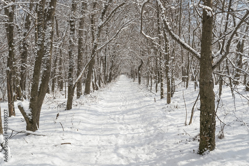 long road in winter forest