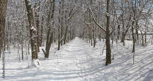 long road in winter forest