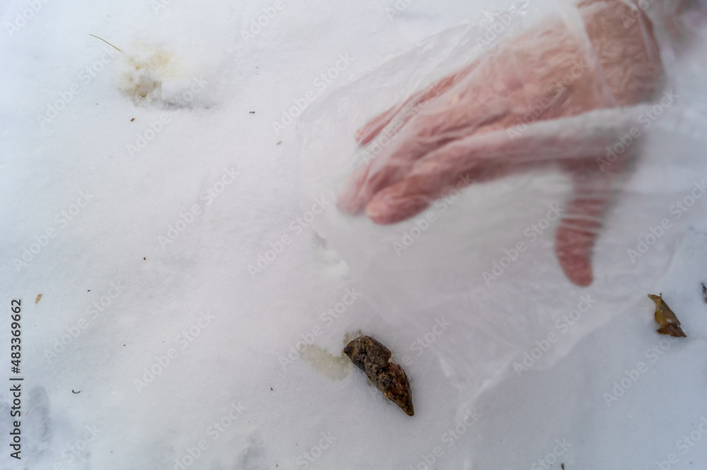 Picking of dog excrement. Cleaning the area from dog feces in winter. Hand in a plastic bag for picking feces. Selective focus Picking of dog excrement. Cleaning the area from dog feces in winter. Hand in a plastic bag for picking feces. Selective focus