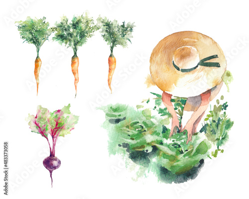 Watercolor horticulture illustration. Carrot and beet set. Organic food print