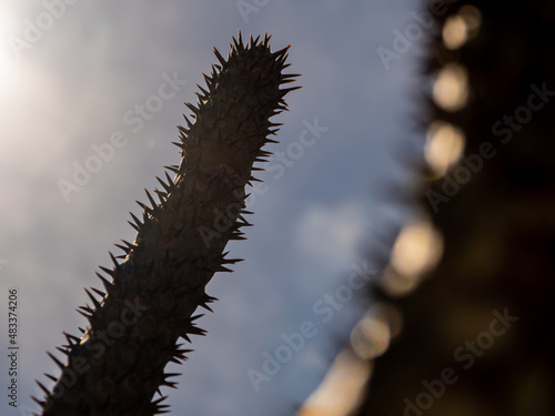 Madagascar palm the Spiky desert plant in the hard sunlight photo