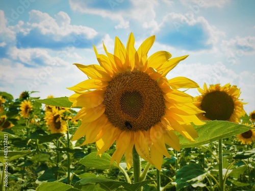 beautiful sunflower field in Hungary