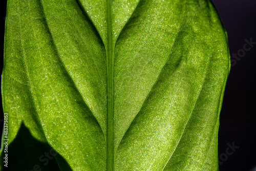 Verde que te quiero verde