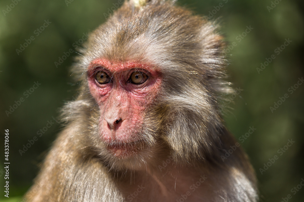Monkey Monkey
