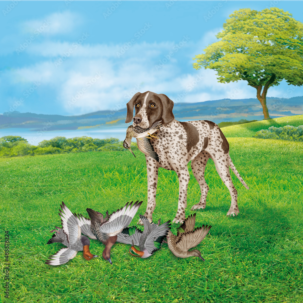 chien de rapporte, milouin, sarcelle , mal, femelle, braque, chasse, animal de compagnie