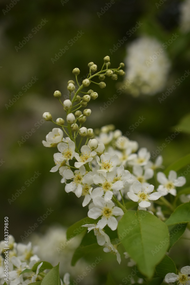 Flowers of spring Flowers of spring