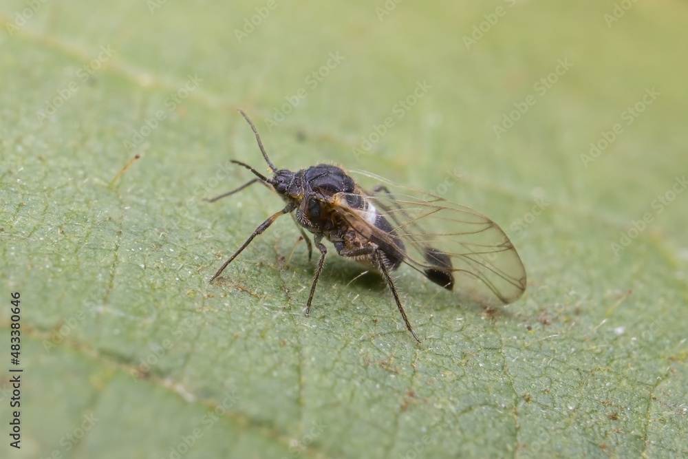 Fototapeta premium very small black fly Simuliidae on a leaf