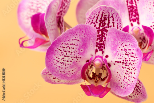 Close up Orchid flower on a orange background. Summer and spring backgrounds © borislav15