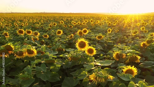 Drone flies over an spectacular field with bright yellow sunflowers in sunny day.