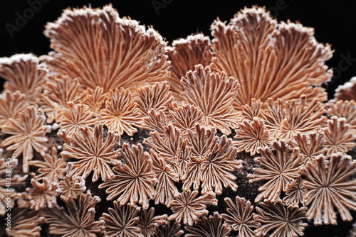 Cleft wrinkle fungus, a wild fungus, North China