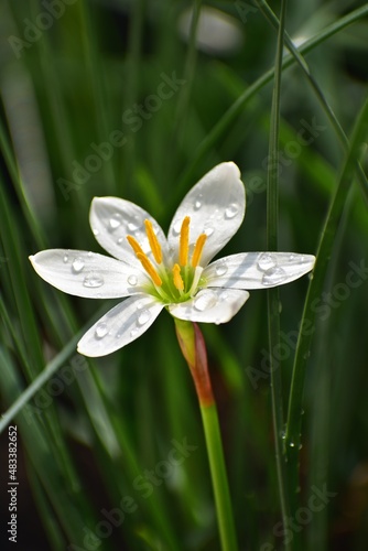 white flower and water drops photo