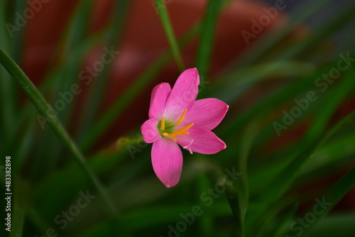 pink lily flower