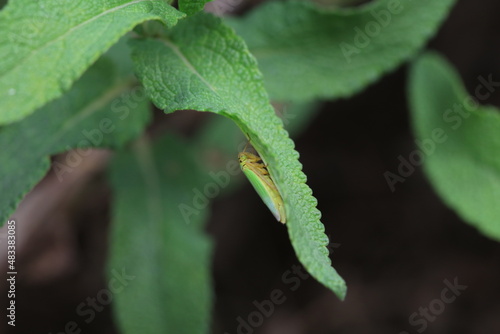 Leaf cicada on wild plants, North China