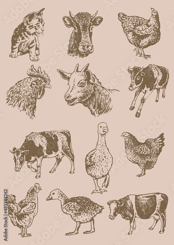 Vector vintage collection of farm animals   rural wildlife elements for design coloring and printing