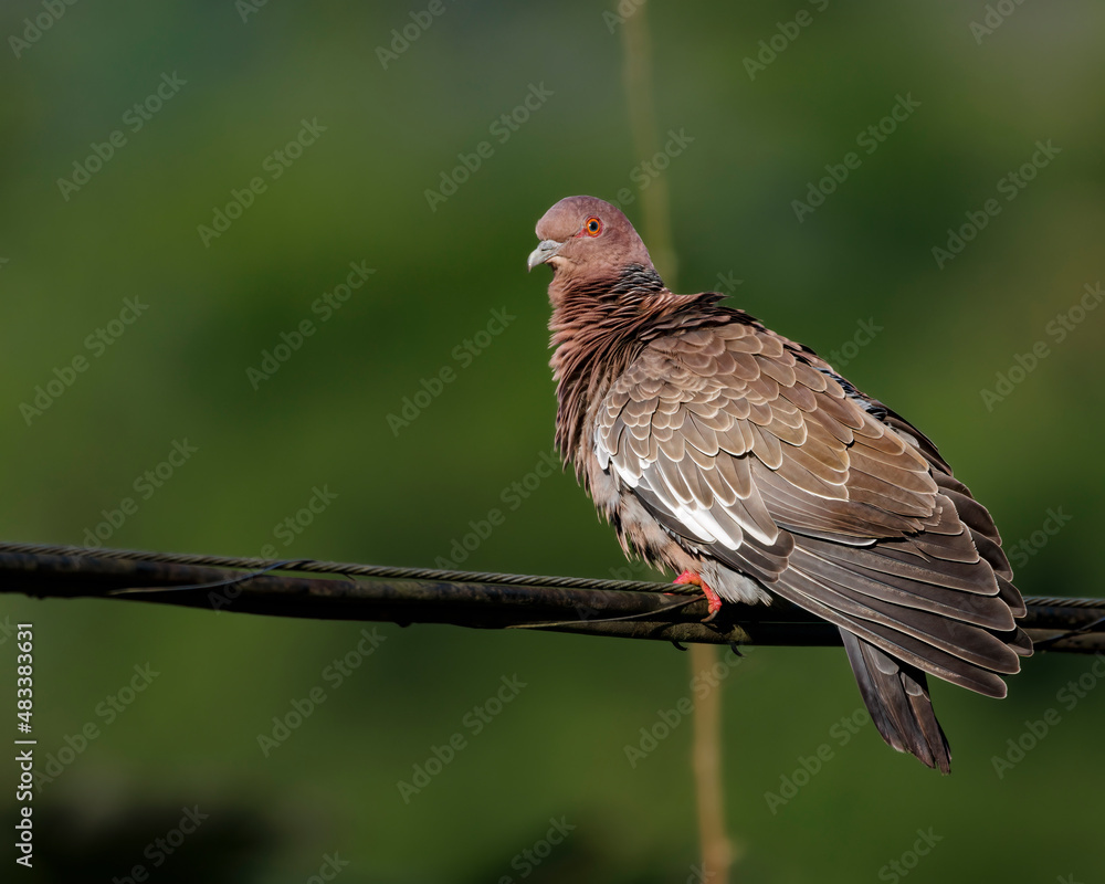 A wild pigeon warming under the sun on a wire A wild pigeon warming under the sun on a wire
