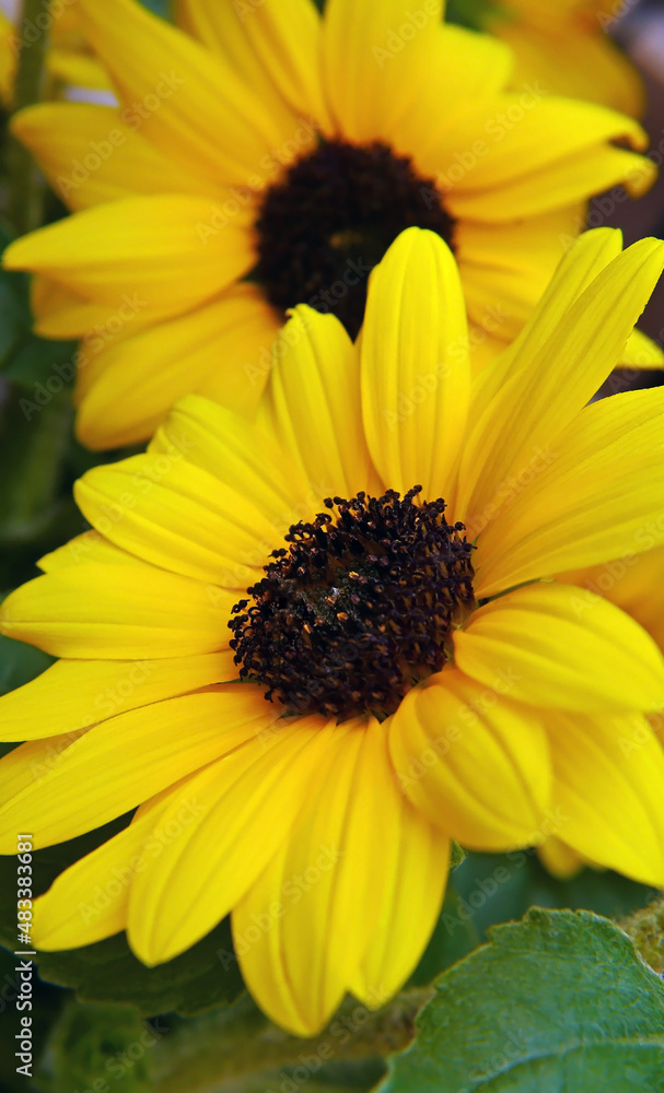 Obraz premium Close-up of a yellow sunflower with a blurred background.