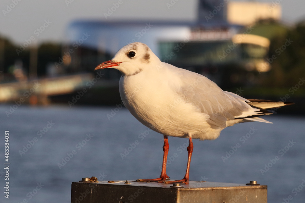 Obraz premium Zwergmöwe / Little gull / Hydrocoloeus minutus or Larus minutus.