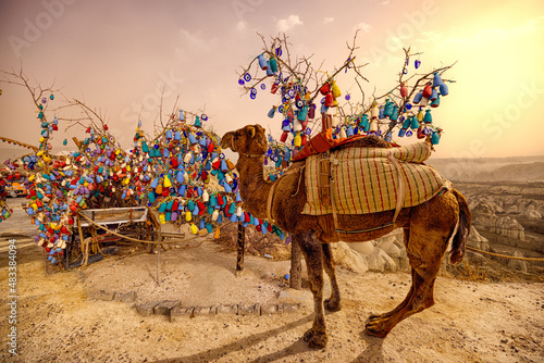 Fototapeta Naklejka Na Ścianę i Meble -  Camel Cappadocia