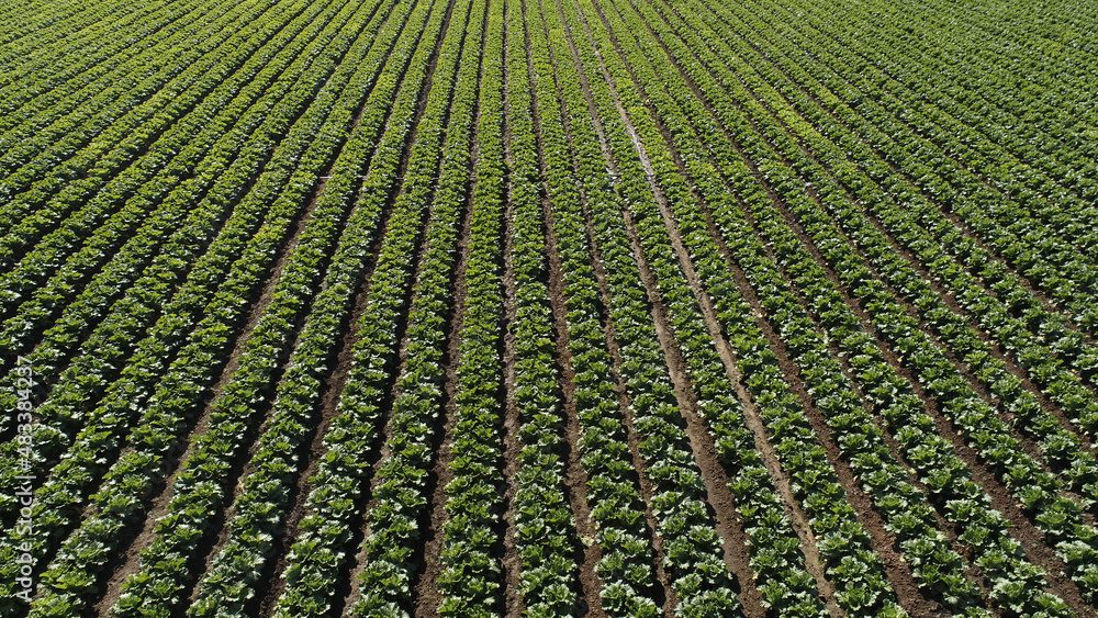 Farmers spray Chinese cabbage on the farm, North China Farmers spray Chinese cabbage on the farm, North China