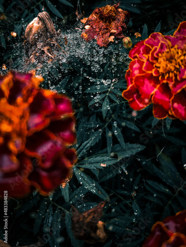 red rose petals