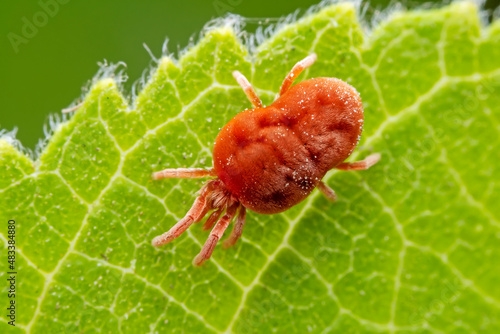 Red mites on wild plants, North China