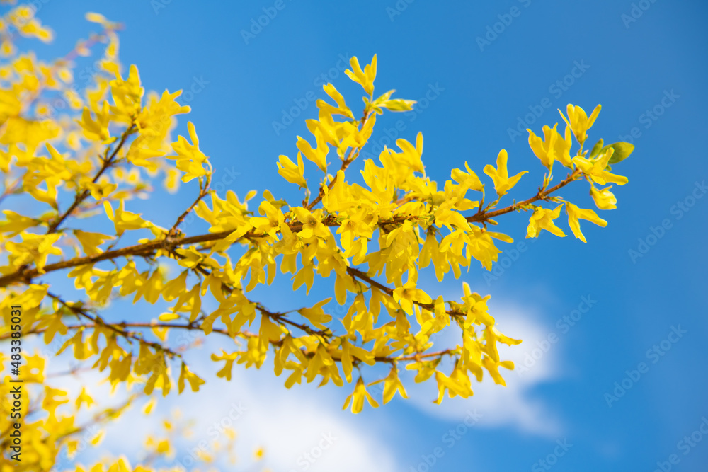 Forsythia flowering plant in full bloom on blue sky, spring Forsythia flowering plant in full bloom on blue sky, spring