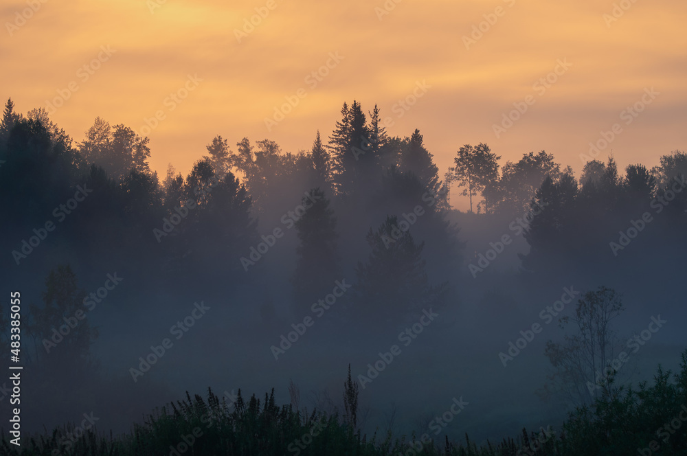 mist over the forest mist over the forest