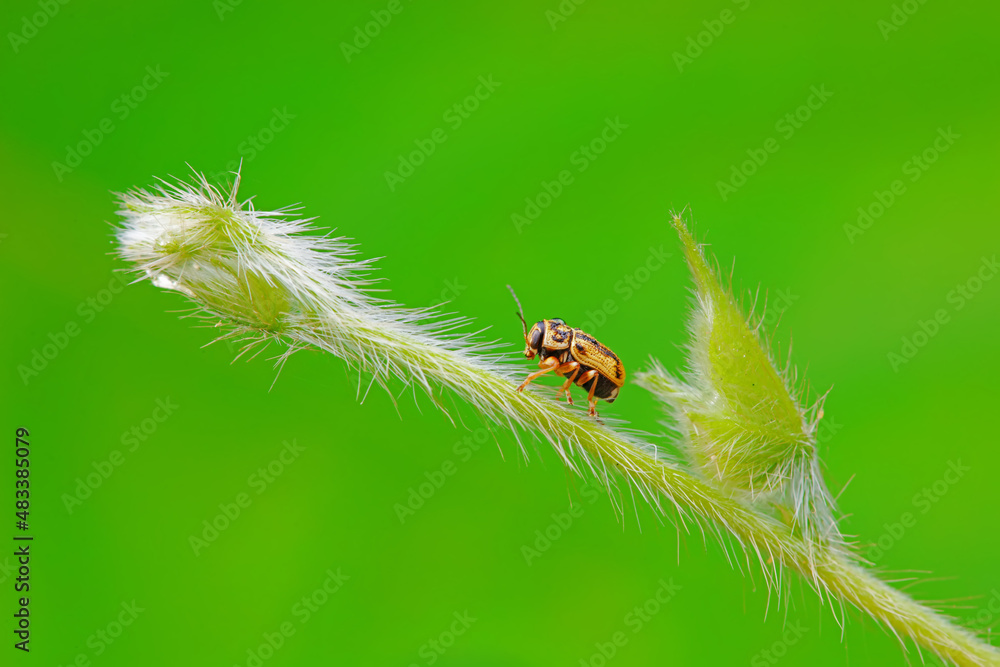Leaf beetle on wild plants, North China Leaf beetle on wild plants, North China