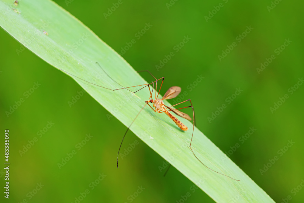 mosquito insect in the wild, North China mosquito insect in the wild, North China