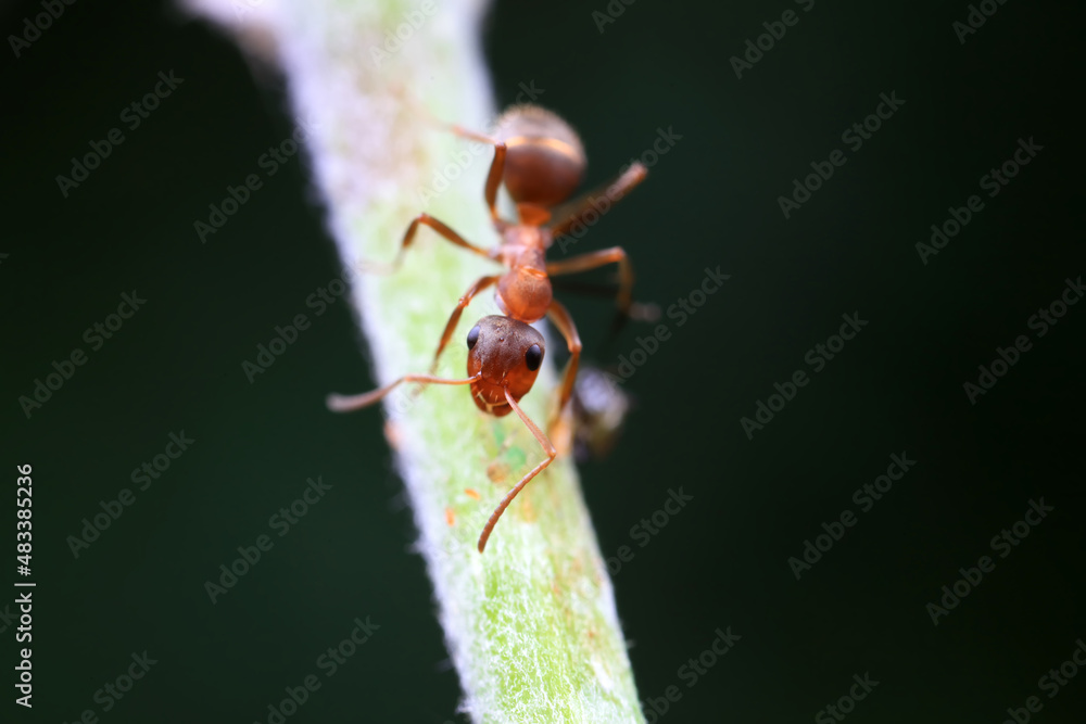 Ants in the wild, North China Ants in the wild, North China