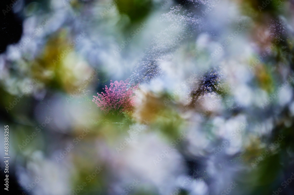 Cherry Blossoms and Cherry Blossom Bokeh Cherry Blossoms and Cherry Blossom Bokeh