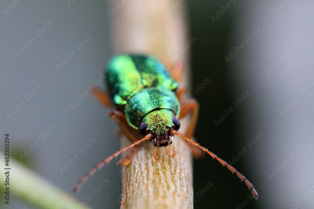 Leaf beetle on wild plants, North China