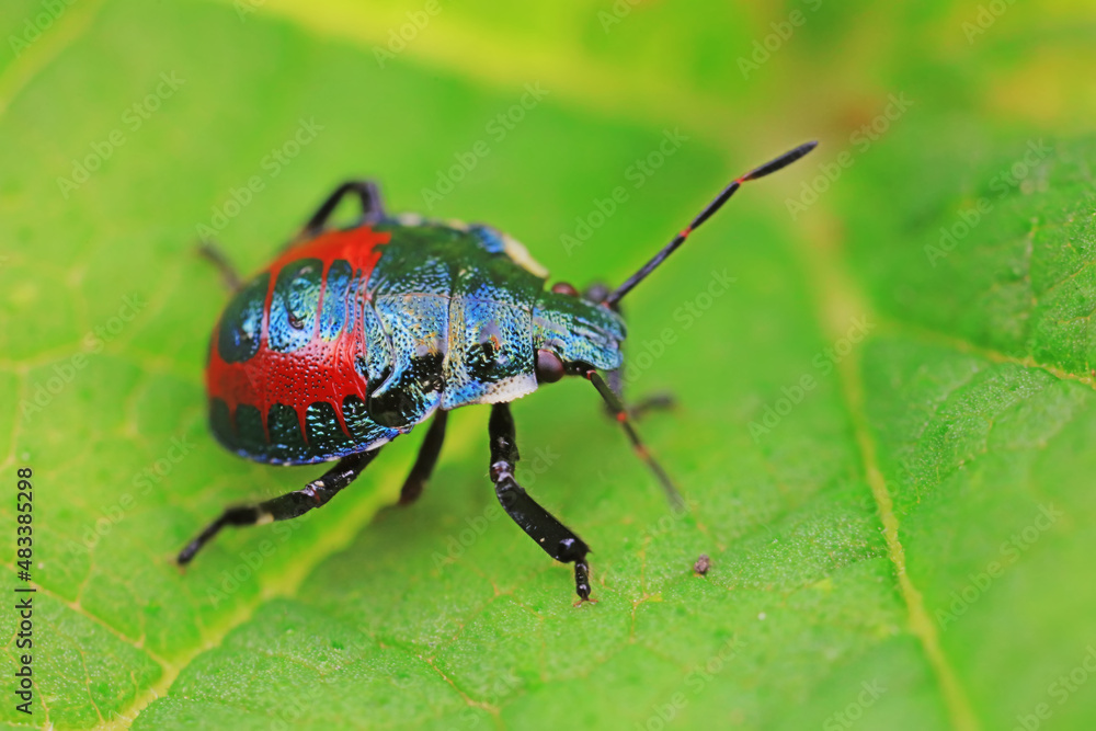 Hemiptera bugs in the wild, North China Hemiptera bugs in the wild, North China
