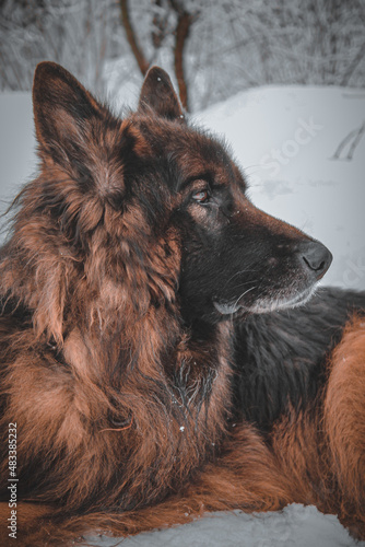 german shepherd dog