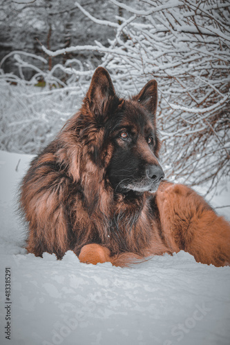 german shepherd dog