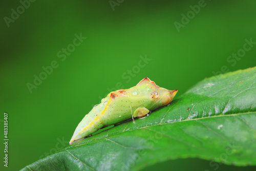 Lepidoptera larvae in the wild, North China