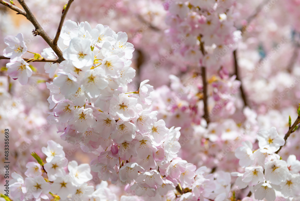 blossom of sakura in spring. macro. beautiful nature