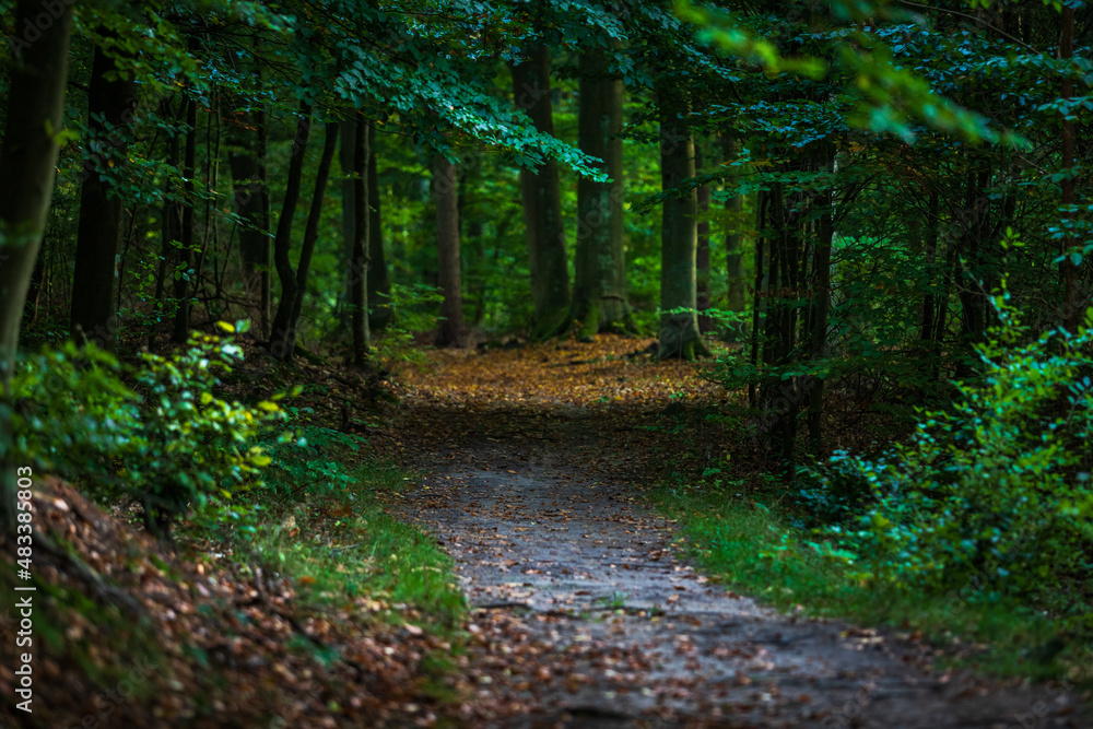 Obraz premium Forest