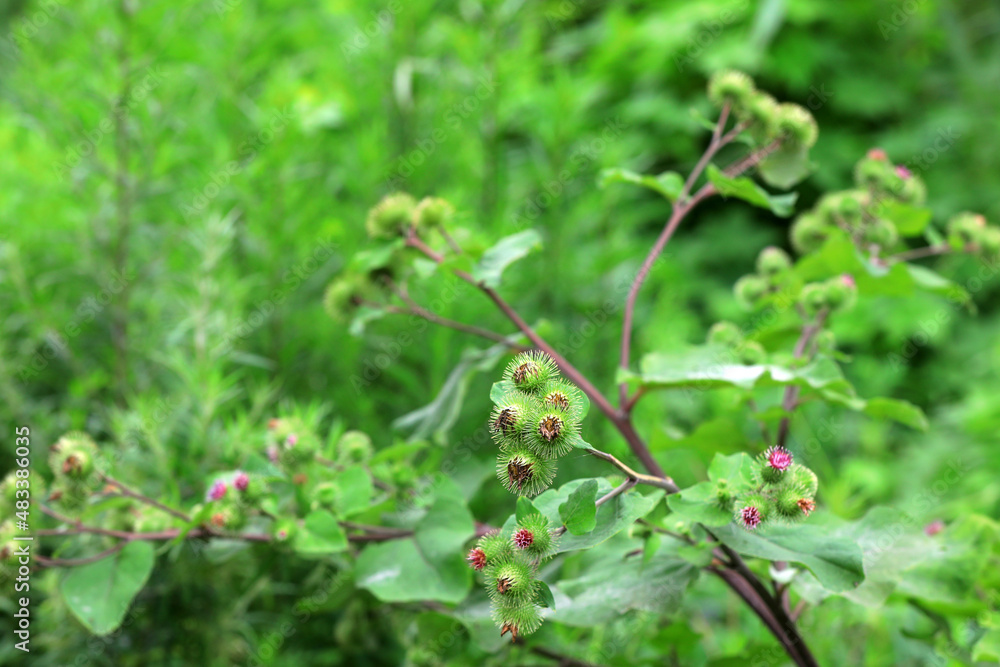 Wild burdock flower, a wild plant, North China Wild burdock flower, a wild plant, North China