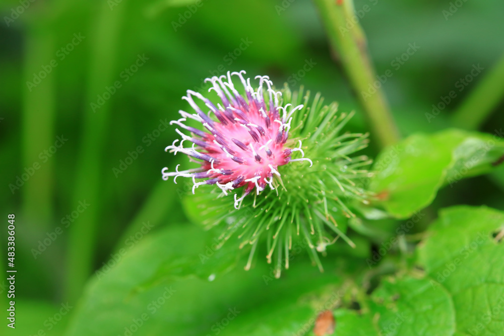 Wild burdock flower, a wild plant, North China Wild burdock flower, a wild plant, North China