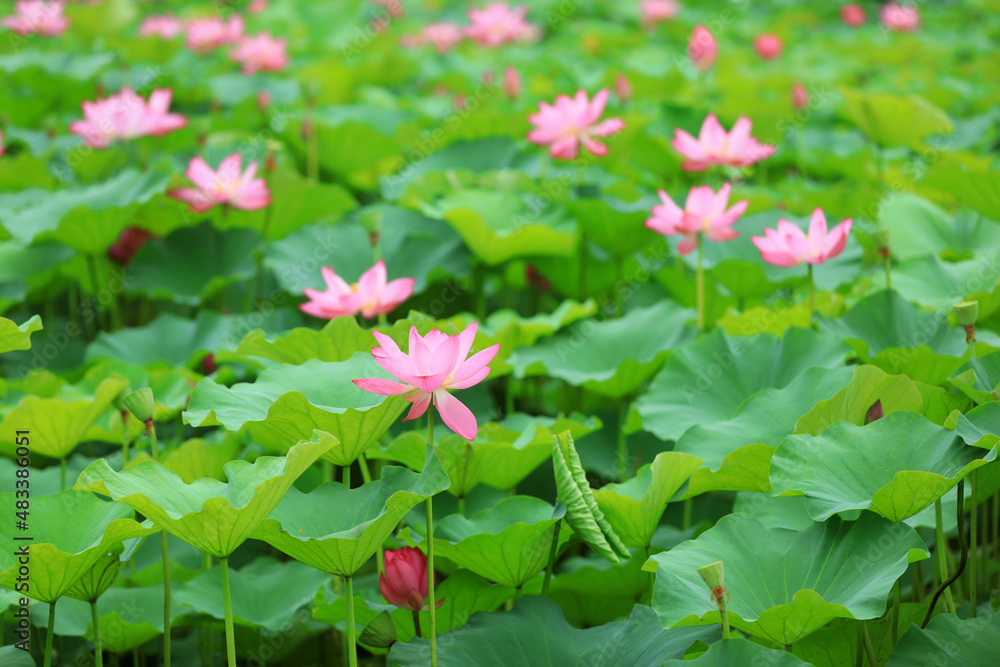 Naklejka premium Beautiful lotus in the pond, North China