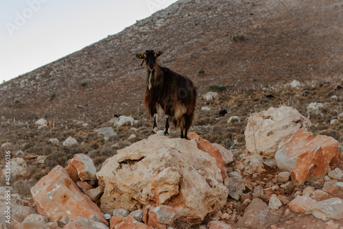 Mountain goat on the island of Crete by the Seitan Limania beach