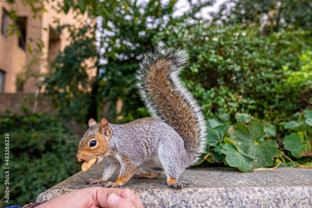 Obraz premium Human hand feeding hungry little squirrel with peanut sitting on wall, Hand feeding cute squirrel with nut