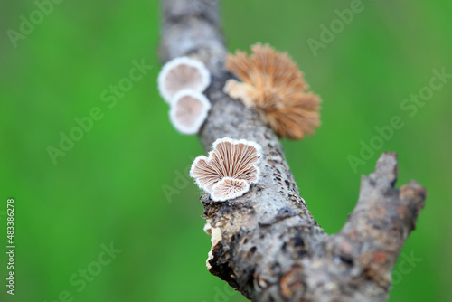 Cleft wrinkle fungus, a wild fungus, North China