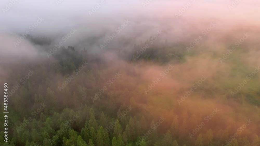 A drone flies over a dramatic coniferous forest covered with fog. Filmed in 4k, drone video. A drone flies over a dramatic coniferous forest covered with fog. Filmed in 4k, drone video.