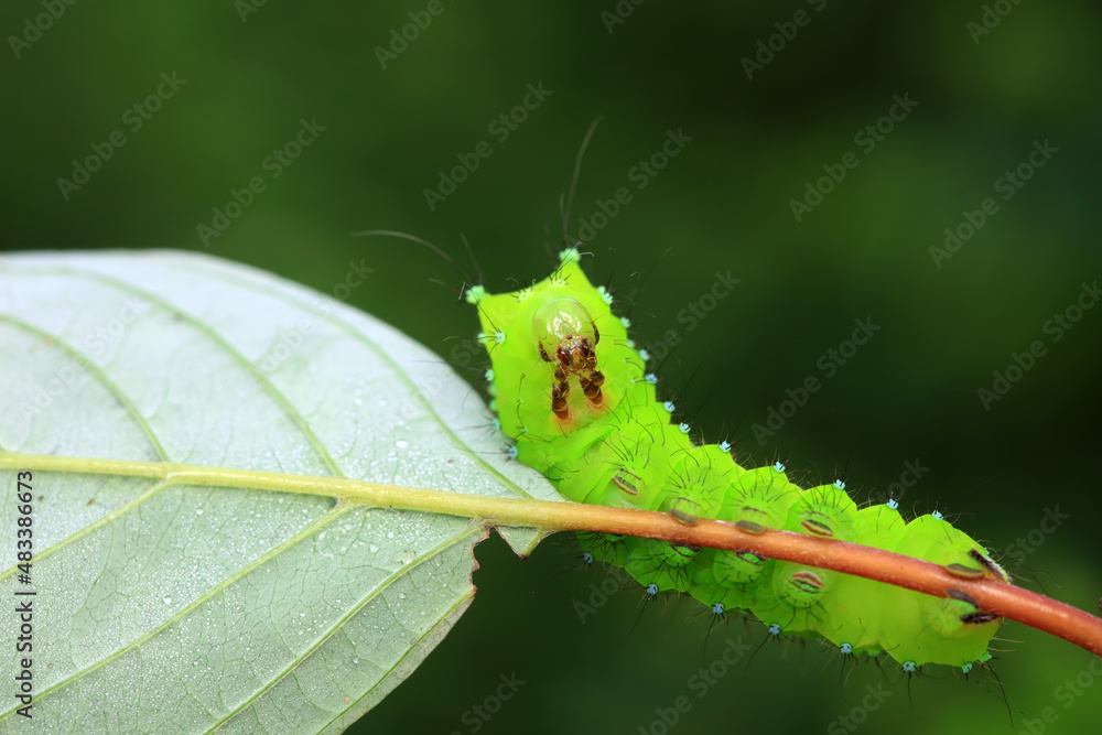 Lepidoptera larvae in the wild, North China Lepidoptera larvae in the wild, North China