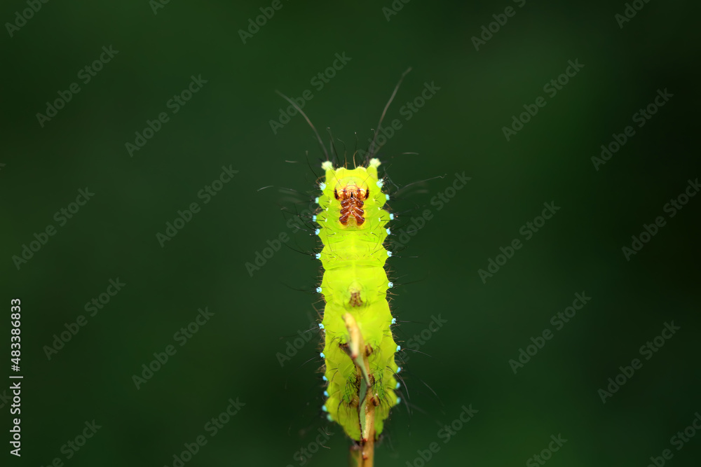 Fototapeta premium Lepidoptera larvae in the wild, North China