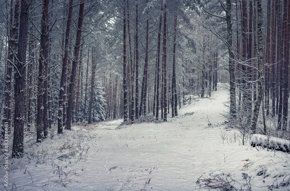 Winter Forest Winter Forest