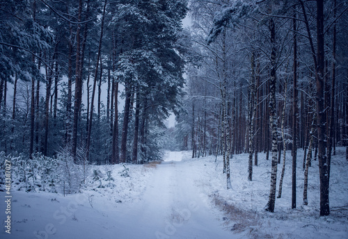 Winter Forest © Slavicflavour