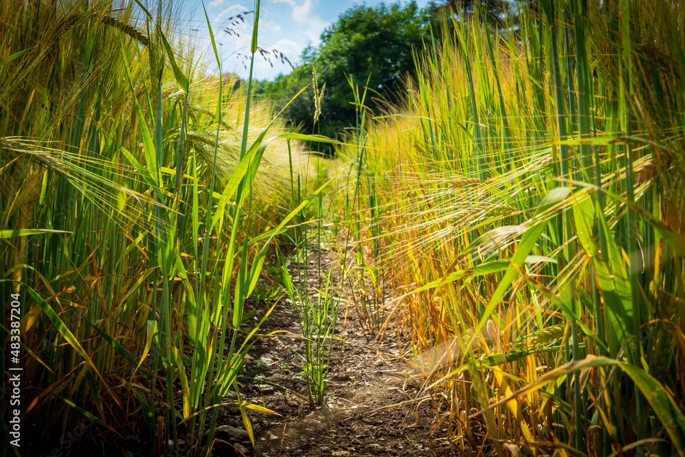 Fototapeta premium grass in the wind (Ludwag - Bavaria)